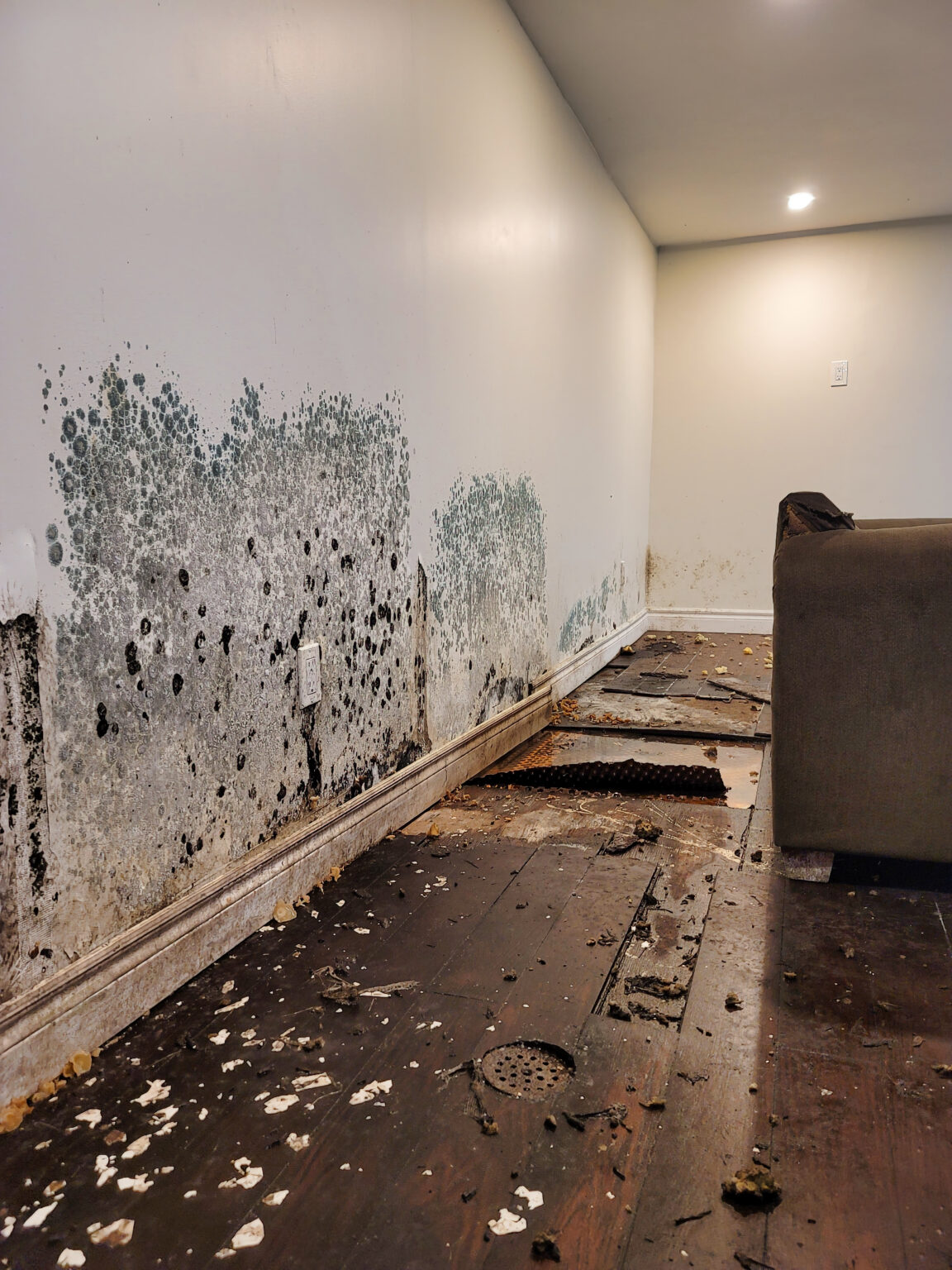Severe mold growth on a basement wall before remediation by Property Worx